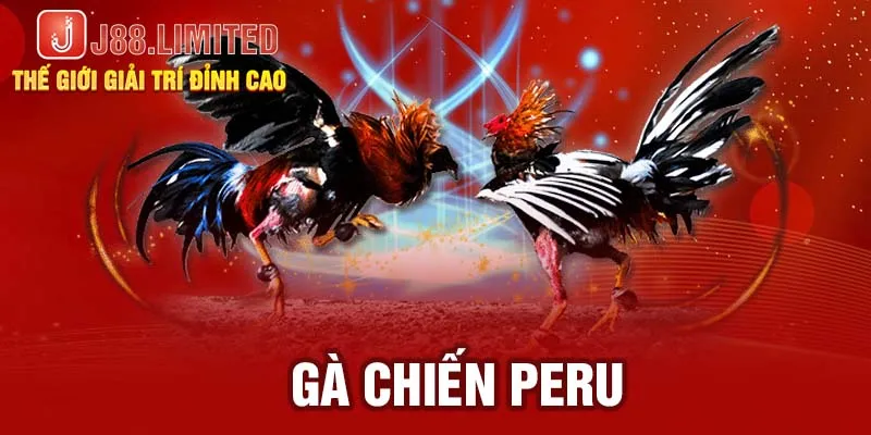 Gà chiến Peru