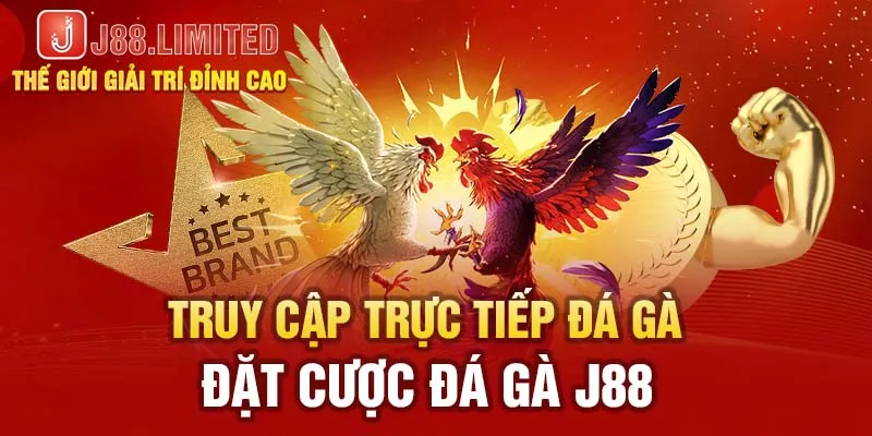 Truy cập trực tiếp đá gà đặt cược đá gà J88 